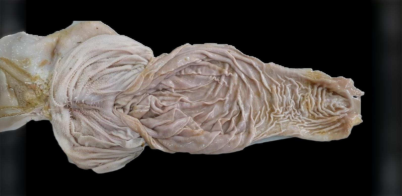 Dissected view of a ruminant’s abomasum, showing the elongated, folded internal structure. The abomasum has smooth, pinkish tissue with tightly packed folds designed to secrete digestive enzymes and acids, playing a crucial role in the ruminant's digestion process. 